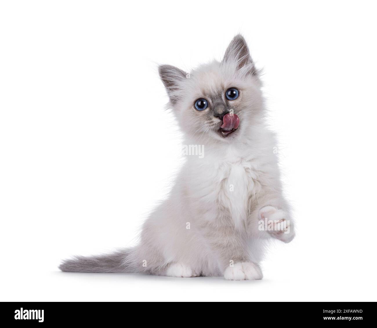 Chaton chat sacré Birman assis sur le côté. Regardant droit vers l'objectif avec des yeux bleus typiques de race perceuse. Lécher la bouche avec la langue sortie A. Banque D'Images