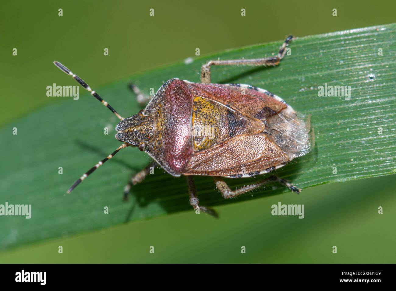 Chevelu Shield bug (Dolycoris baccarum) adulte sur herbe, Angleterre, Royaume-Uni Banque D'Images
