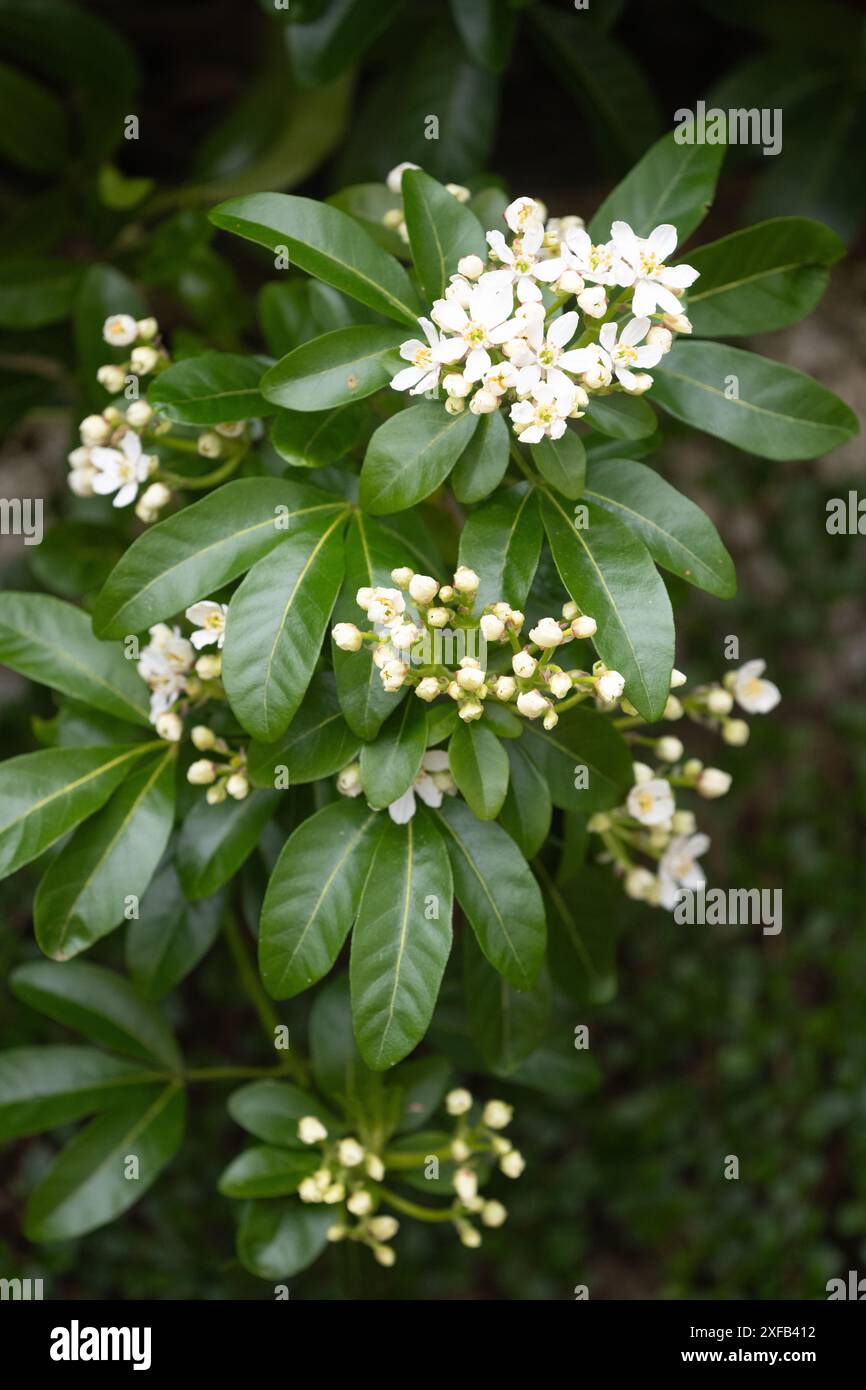 Choisya ternata mexicain Orange Blossom arbuste persistant parfumé en fleur - Royaume-Uni Banque D'Images