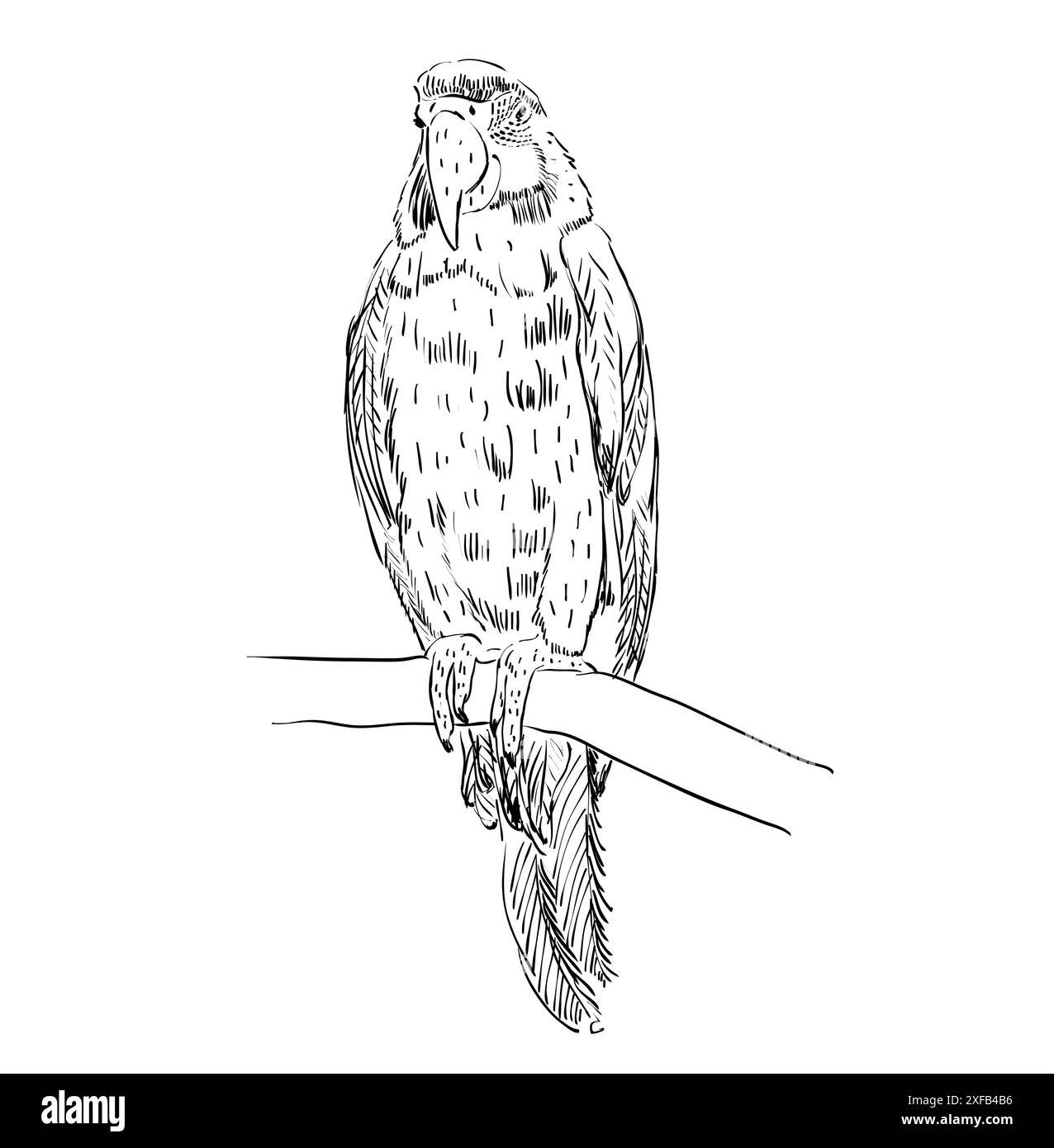 Vector croquis d'un perroquet. Illustration à la main Illustration de Vecteur