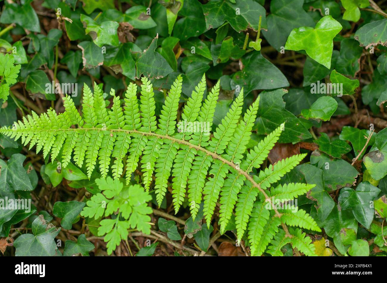 Feuille de fougère dure (Blechnum spicant) sur fond de lierre Banque D'Images