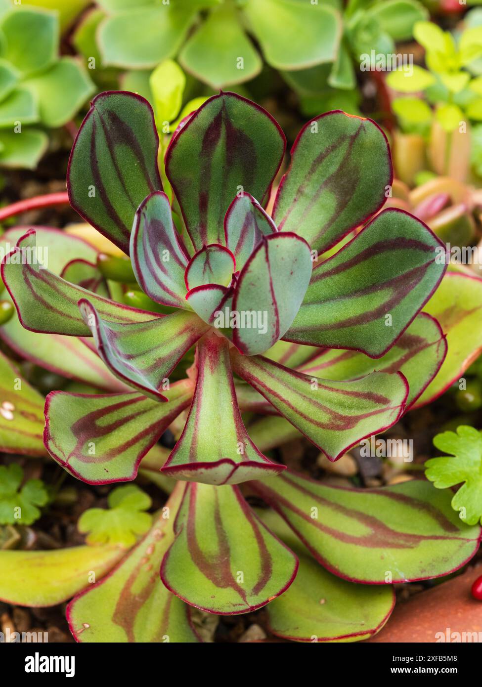 Feuillage succulent doublé de rouge de la tendre gelée peinte echeveria, Echeveria nodulosa Banque D'Images