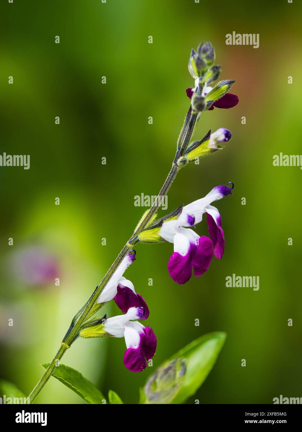 Deux fleurs blanches et violettes toniques de la sauge arbuste à moitié rustique, Salvia 'Amethyst Lips' Banque D'Images