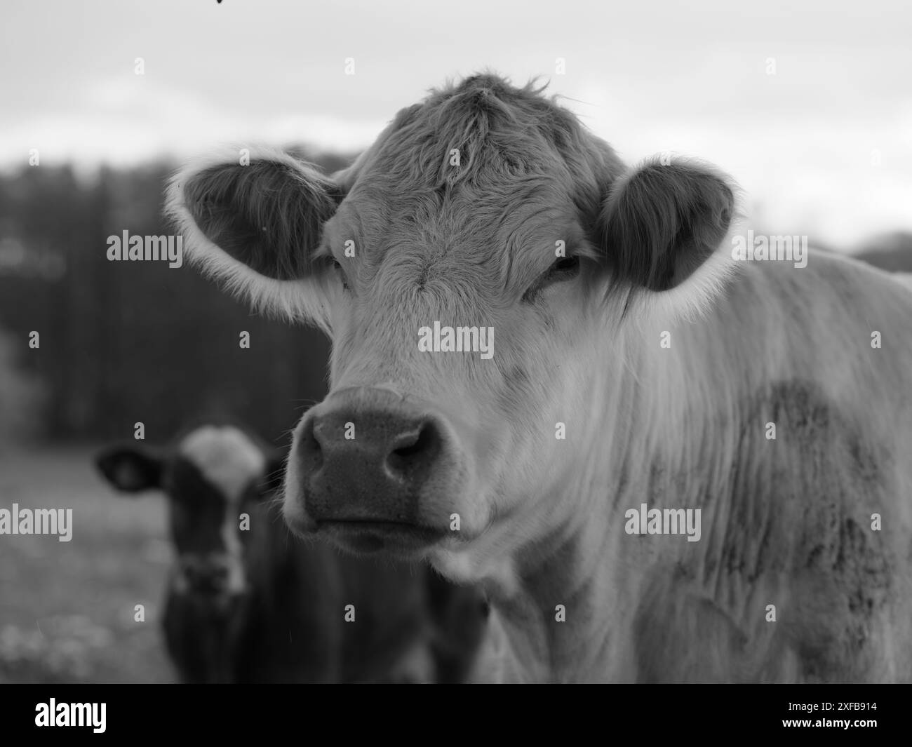 Vaches à Skåne, Suède. Banque D'Images