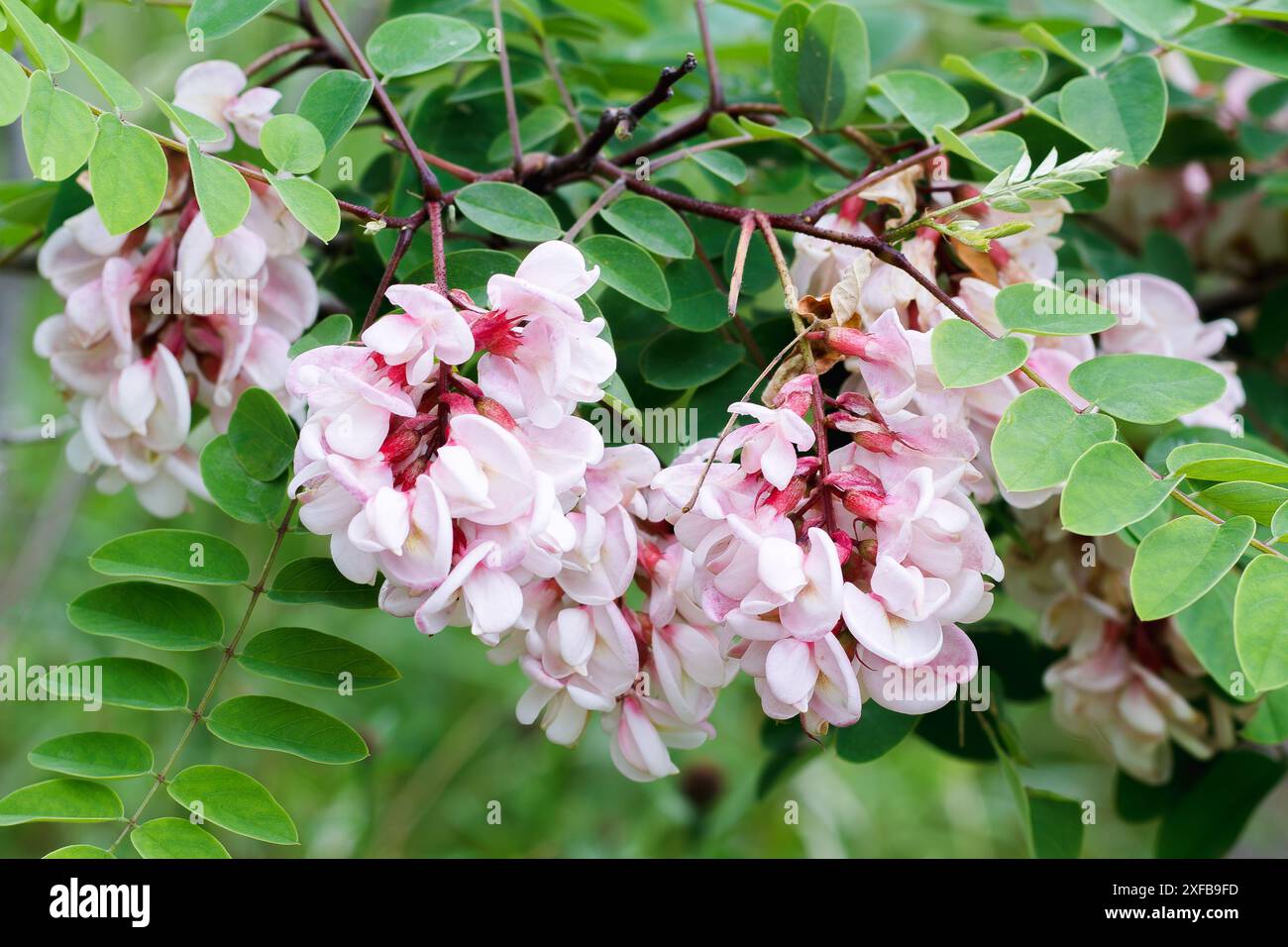 Gros plan de criquets en fleurs Banque D'Images