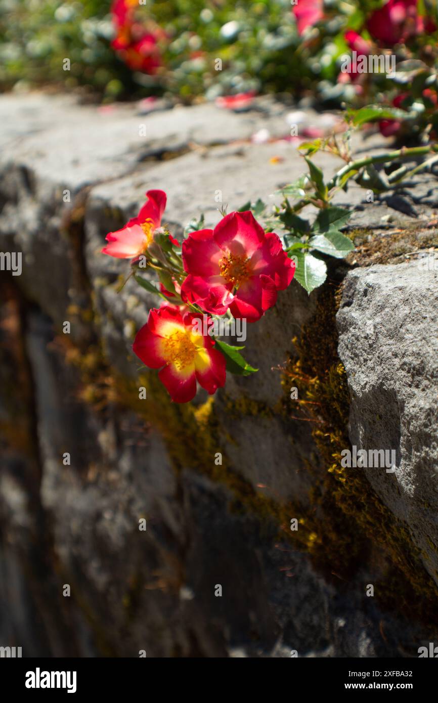 Red Dog Roses Banque D'Images