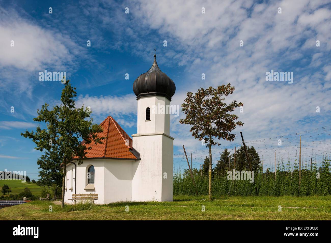 Chapelle et jardins de houblon, culture du houblon, plantation de houblon, chapelle St George, chapelle St George, Dietmannsweiler, près de Tettnang, haute Souabe, lac Banque D'Images