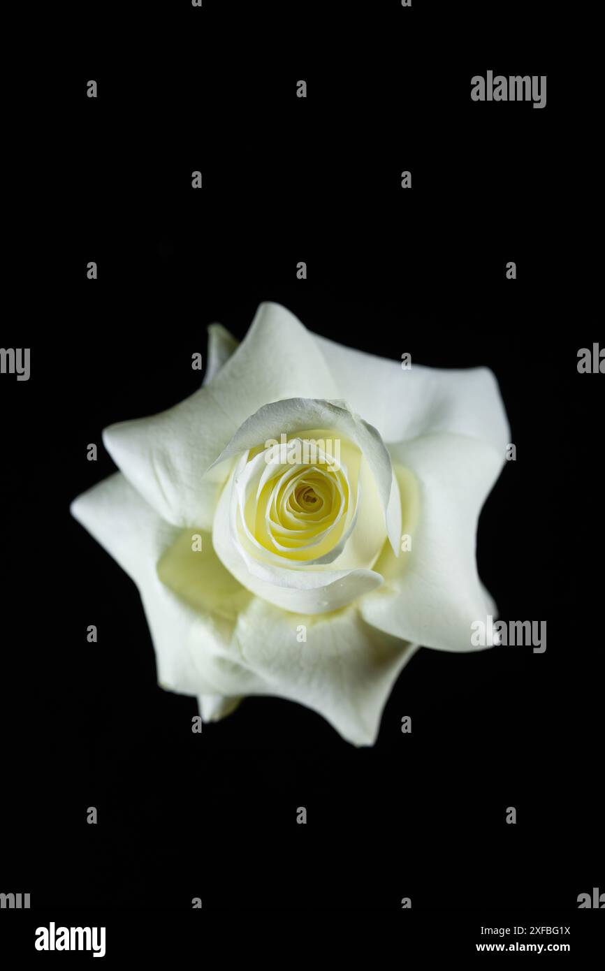 Une fleur de rose de couleur crème avec quelques pétales pelés en arrière, sur un fond noir. Banque D'Images