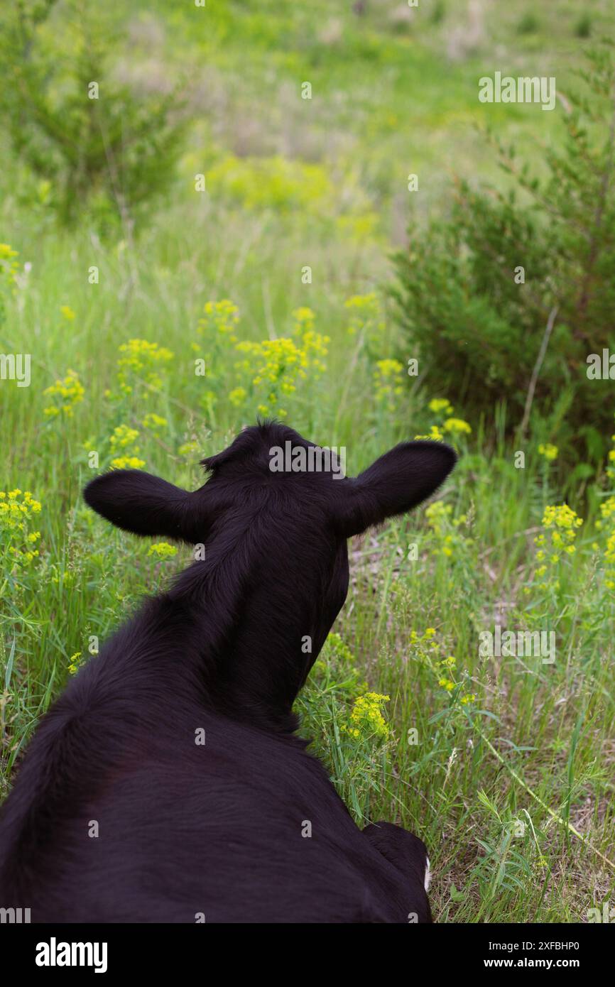 Vue rapprochée d'une vache noire couchée dans un champ herbeux vert, vu de derrière. Banque D'Images