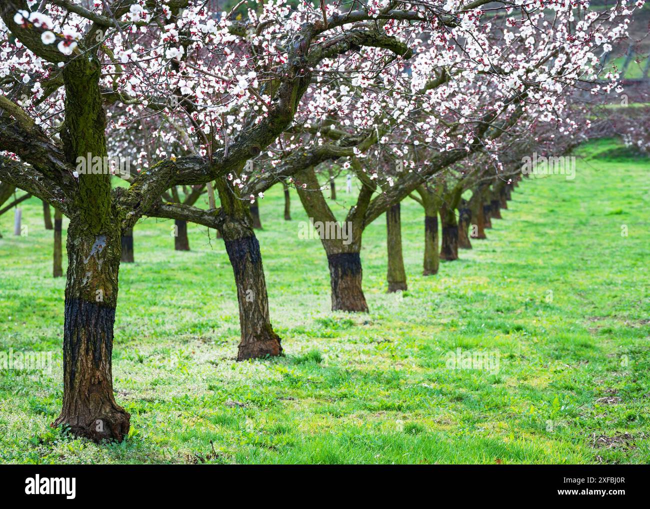 Beaux abricotiers en pleine floraison à Wachau, Autriche Banque D'Images