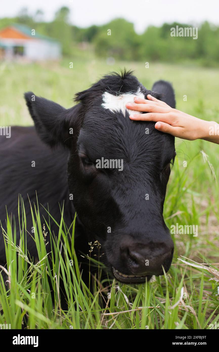 Gros plan d'une vache avec la main d'une personne caressant sa tête. Banque D'Images