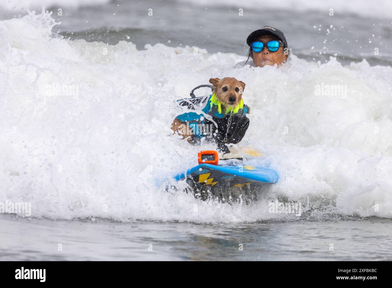 Pacifica, Californie, États-Unis. 5 août 2023. Attraper des vagues et des queues agitées au Championnat du monde de surf canin 2023 à Pacifica, Californie. Furr Banque D'Images