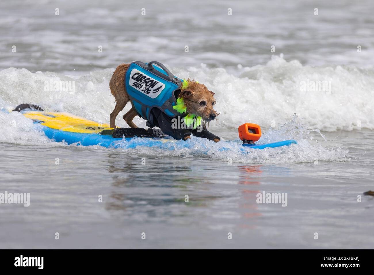 Pacifica, Californie, États-Unis. 5 août 2023. Attraper des vagues et des queues agitées au Championnat du monde de surf canin 2023 à Pacifica, Californie. Furr Banque D'Images