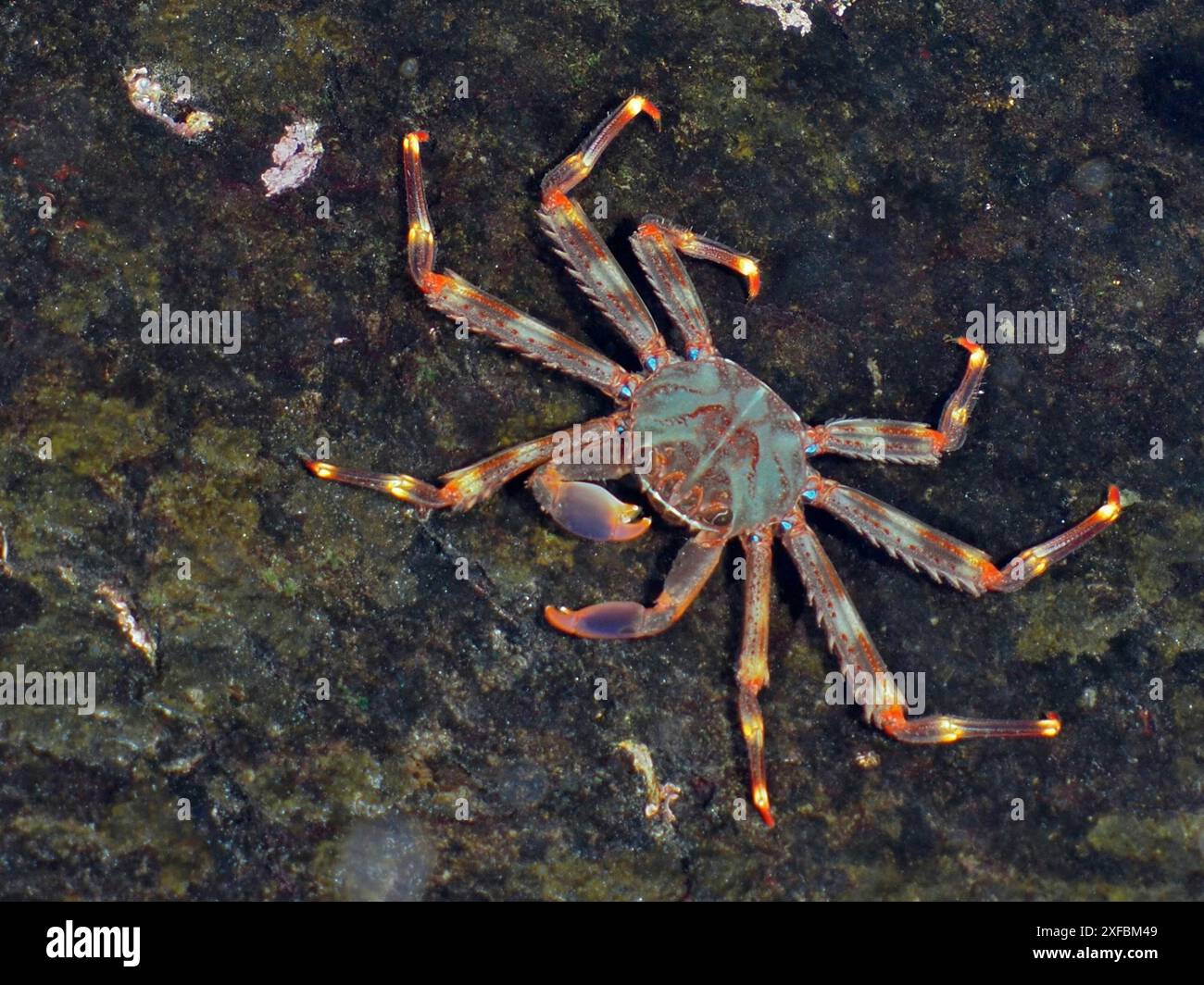 Un crabe agile verdâtre (Percnon gibbesi) aux pattes rouge orangé rampant sur un substrat rocheux. Site de plongée Pasito Blanco Reef, Arguineguin Banque D'Images