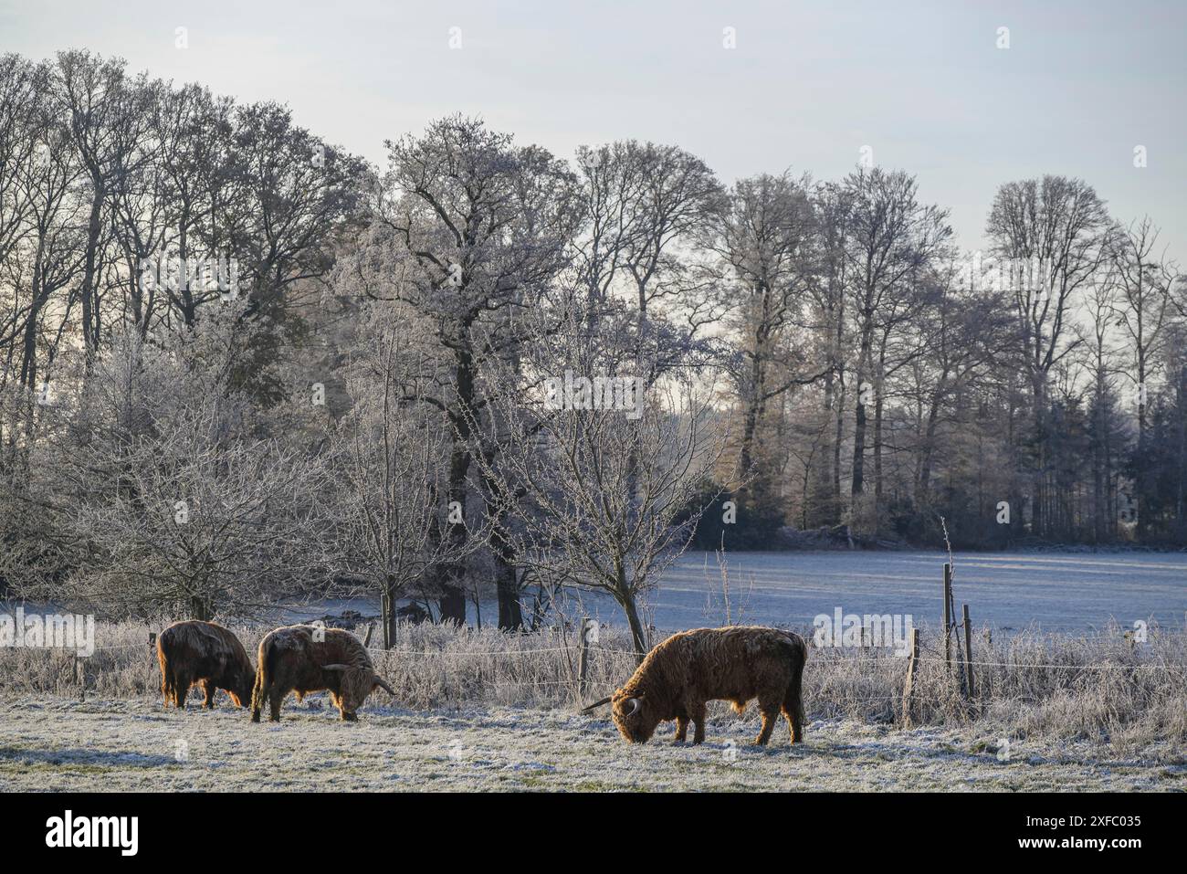 Paysage de pâturage paisible avec des vaches sur une prairie enneigée et des arbres en arrière-plan, Velen, Rhénanie du Nord-Westphalie, Allemagne Banque D'Images