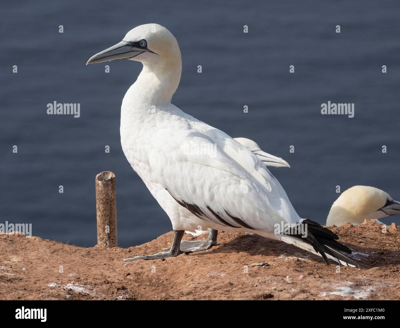 Oiseau blanc avec queue noire debout sur le bord d'une falaise, helgoland, mer du Nord, allemagne Banque D'Images