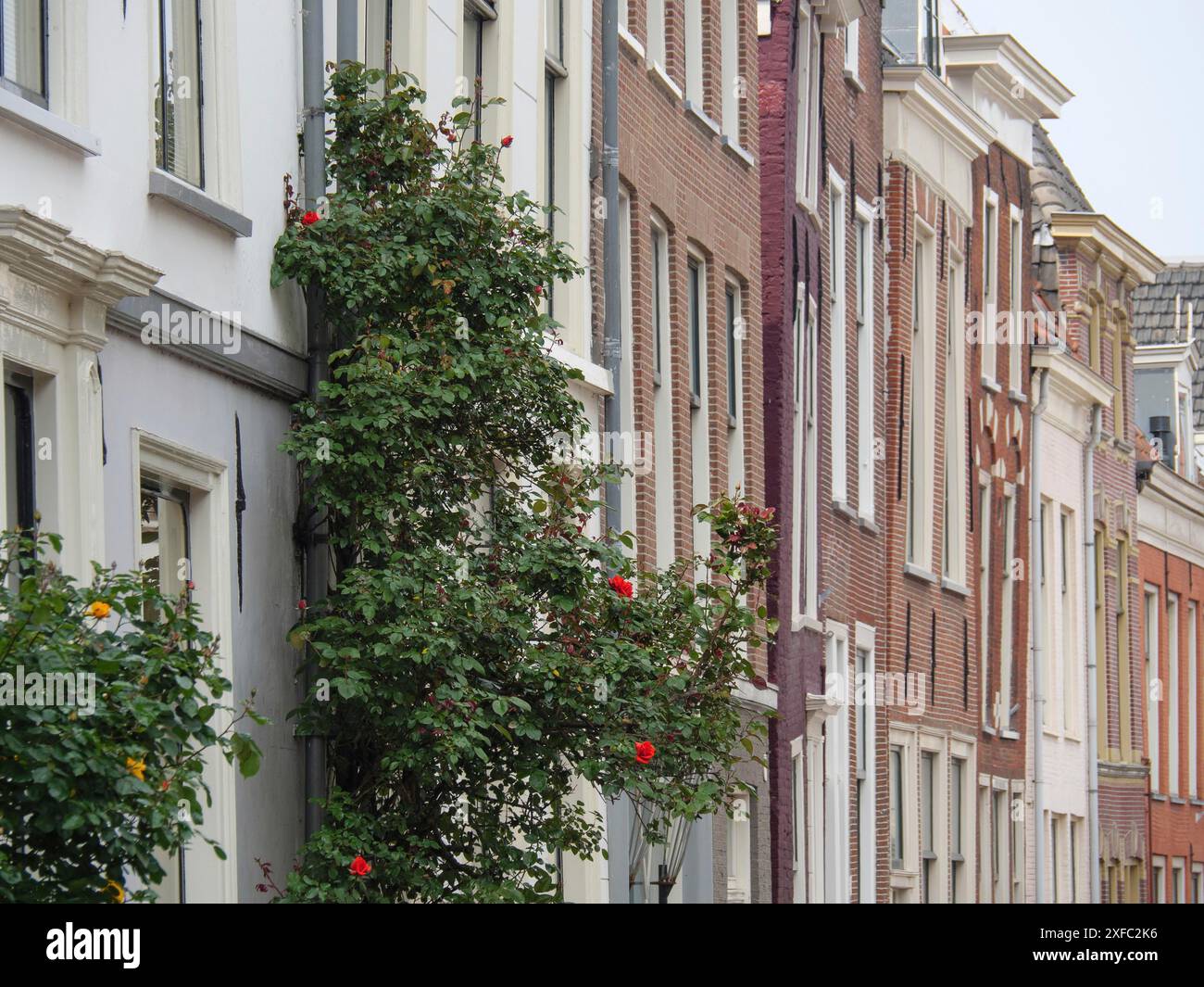 Rangée de vieilles maisons de ville avec des plantes grimpantes sur les façades dans un quartier pittoresque, Leyde, pays-Bas Banque D'Images