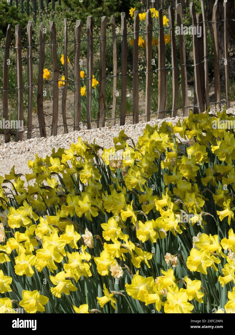 Beaucoup de fleurs jaunes devant une clôture en bois, herbe verte en arrière-plan, Amsterdam, pays-Bas Banque D'Images