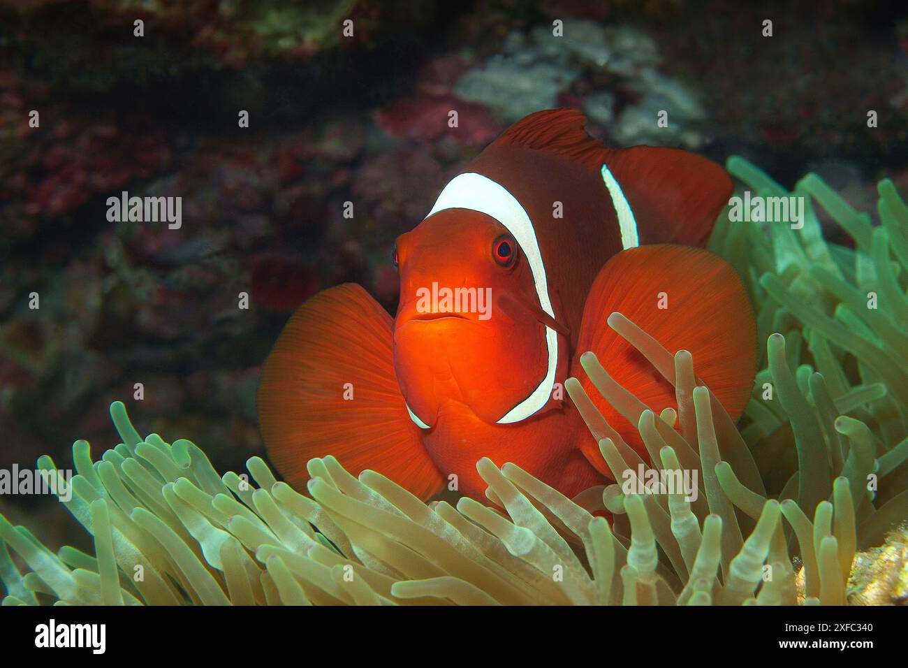 Anemonefish, très proche et intense en rouge vif. Anémonefish spinecheek dans l'anémone verte dans le récif corallien, Raja Ampat, Papouasie occidentale, Indonésie. Gros plan. Banque D'Images