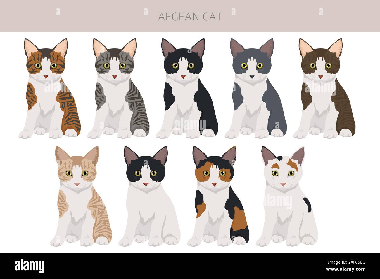 Clipart de chat égéen. Toutes les couleurs de manteau sont définies. Infographie des caractéristiques de toutes les races de chats. Illustration vectorielle Illustration de Vecteur