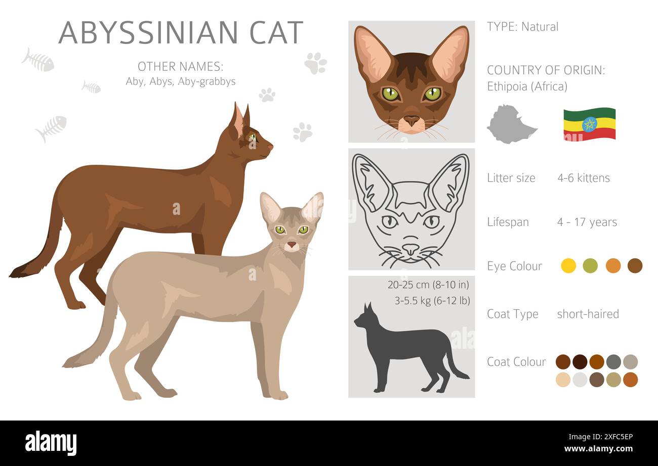 Clipart de chat abyssinien. Toutes les couleurs de manteau sont définies. Infographie des caractéristiques de toutes les races de chats. Illustration vectorielle Illustration de Vecteur