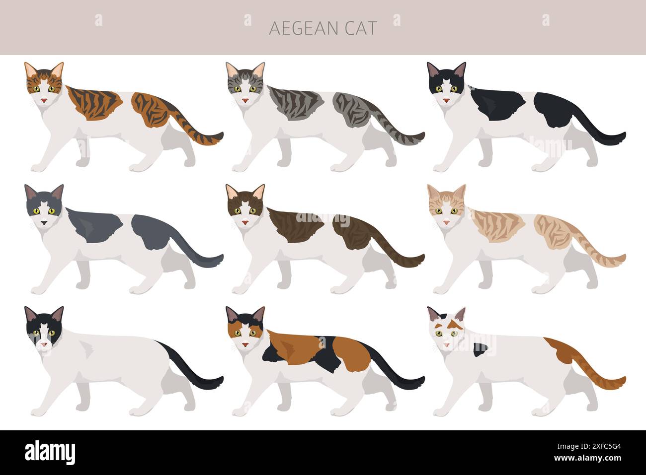 Clipart de chat égéen. Toutes les couleurs de manteau sont définies. Infographie des caractéristiques de toutes les races de chats. Illustration vectorielle Illustration de Vecteur