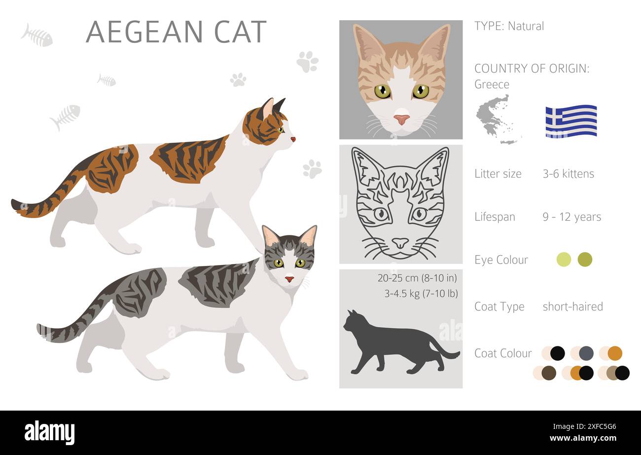 Clipart de chat égéen. Toutes les couleurs de manteau sont définies. Infographie des caractéristiques de toutes les races de chats. Illustration vectorielle Illustration de Vecteur