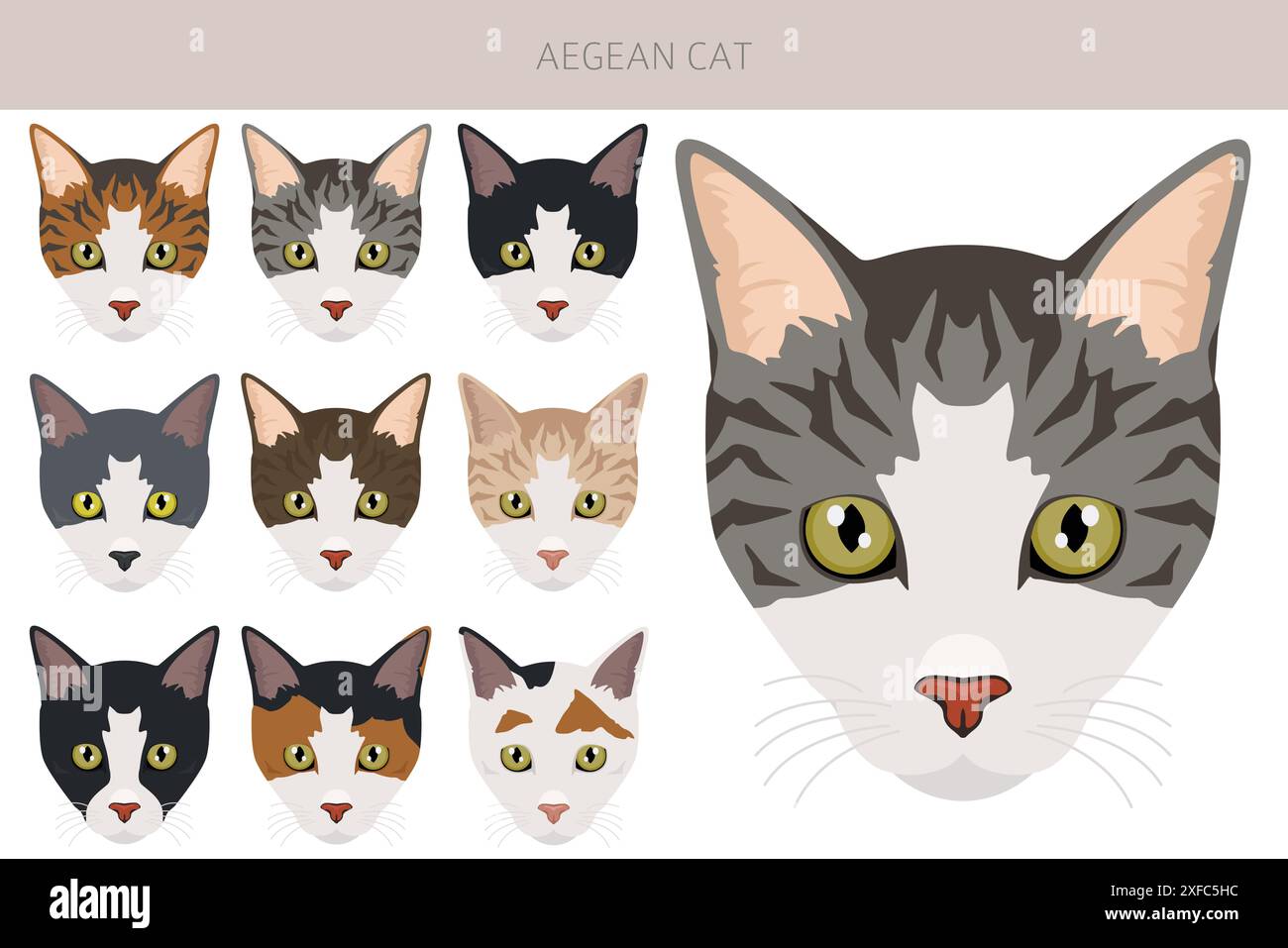 Clipart de chat égéen. Toutes les couleurs de manteau sont définies. Infographie des caractéristiques de toutes les races de chats. Illustration vectorielle Illustration de Vecteur