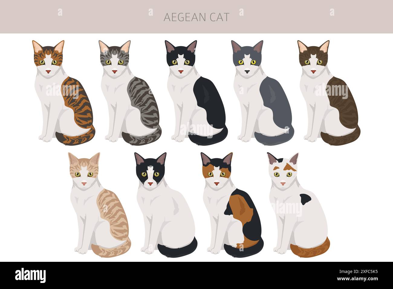 Clipart de chat égéen. Toutes les couleurs de manteau sont définies. Infographie des caractéristiques de toutes les races de chats. Illustration vectorielle Illustration de Vecteur