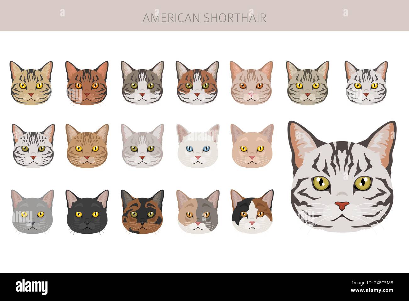 Clipart American Shorthair Cat. Toutes les couleurs de manteau sont définies. Infographie des caractéristiques de toutes les races de chats. Illustration vectorielle Illustration de Vecteur