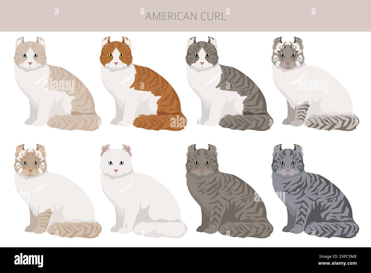 American Curl Cat clipart. Toutes les couleurs de manteau sont définies. Infographie des caractéristiques de toutes les races de chats. Illustration vectorielle Illustration de Vecteur