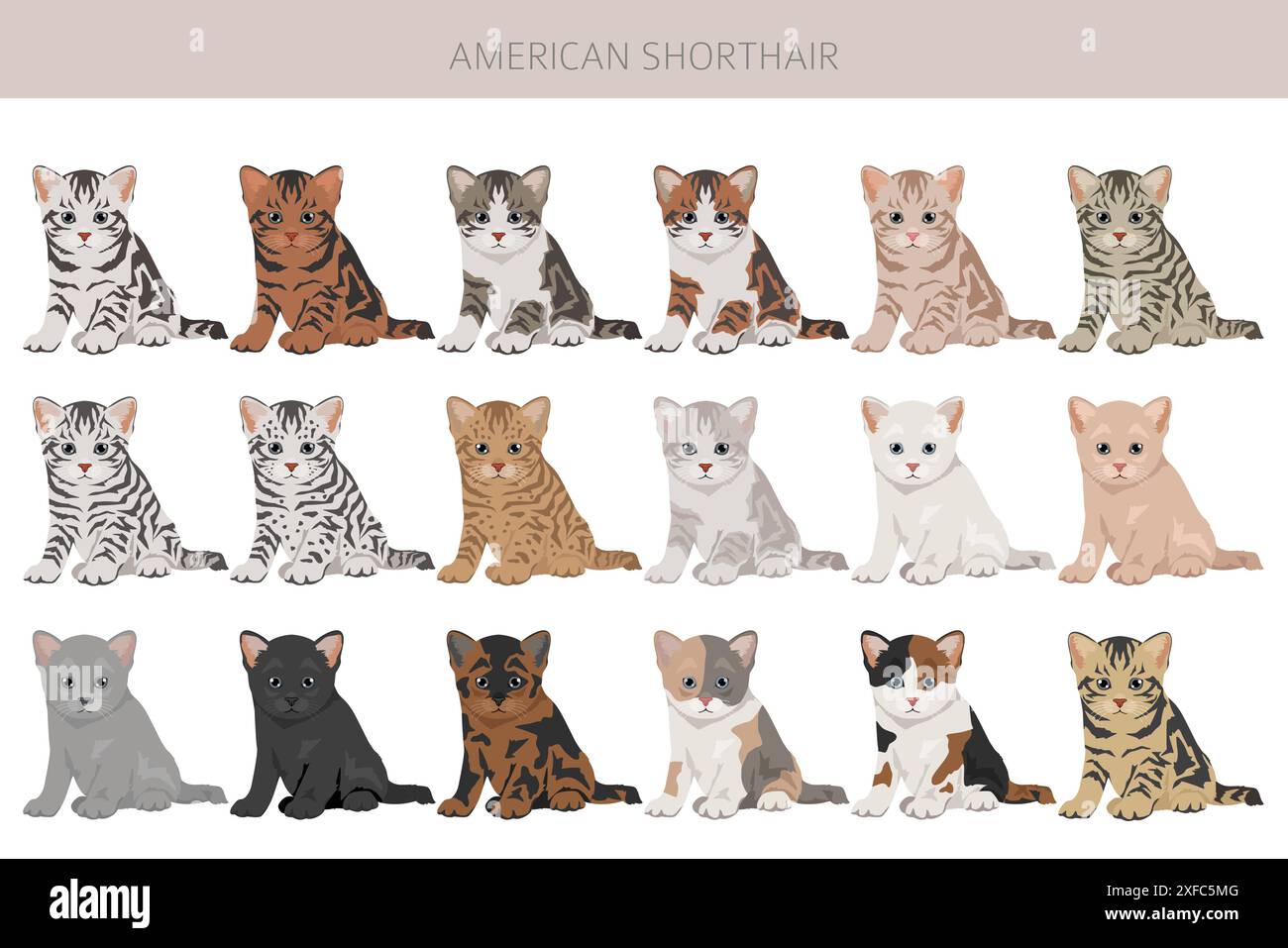 Clipart American Shorthair Cat. Toutes les couleurs de manteau sont définies. Infographie des caractéristiques de toutes les races de chats. Illustration vectorielle Illustration de Vecteur