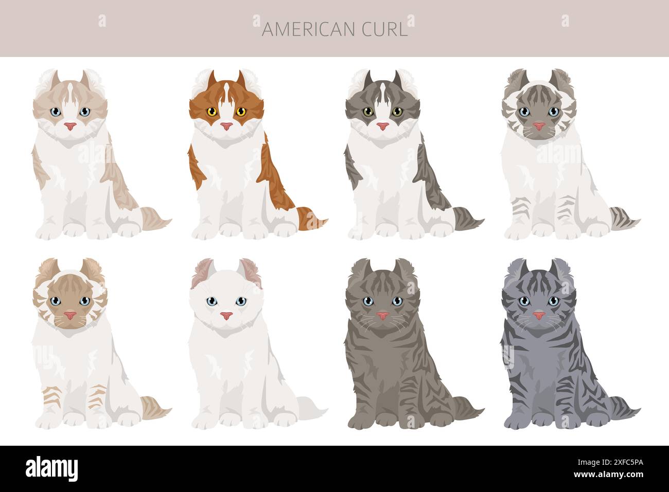 American Curl Cat clipart. Toutes les couleurs de manteau sont définies. Infographie des caractéristiques de toutes les races de chats. Illustration vectorielle Illustration de Vecteur