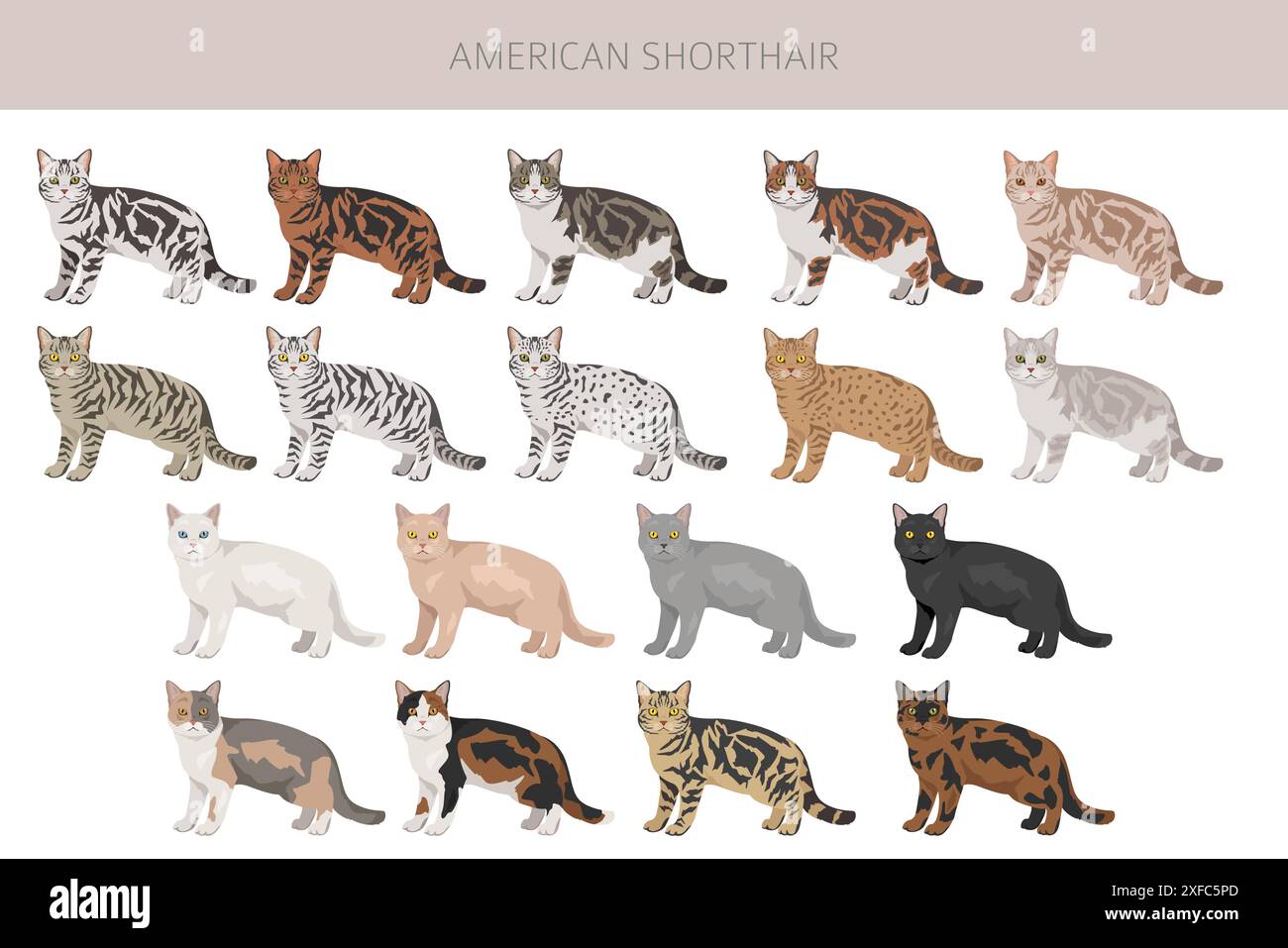 Clipart American Shorthair Cat. Toutes les couleurs de manteau sont définies. Infographie des caractéristiques de toutes les races de chats. Illustration vectorielle Illustration de Vecteur