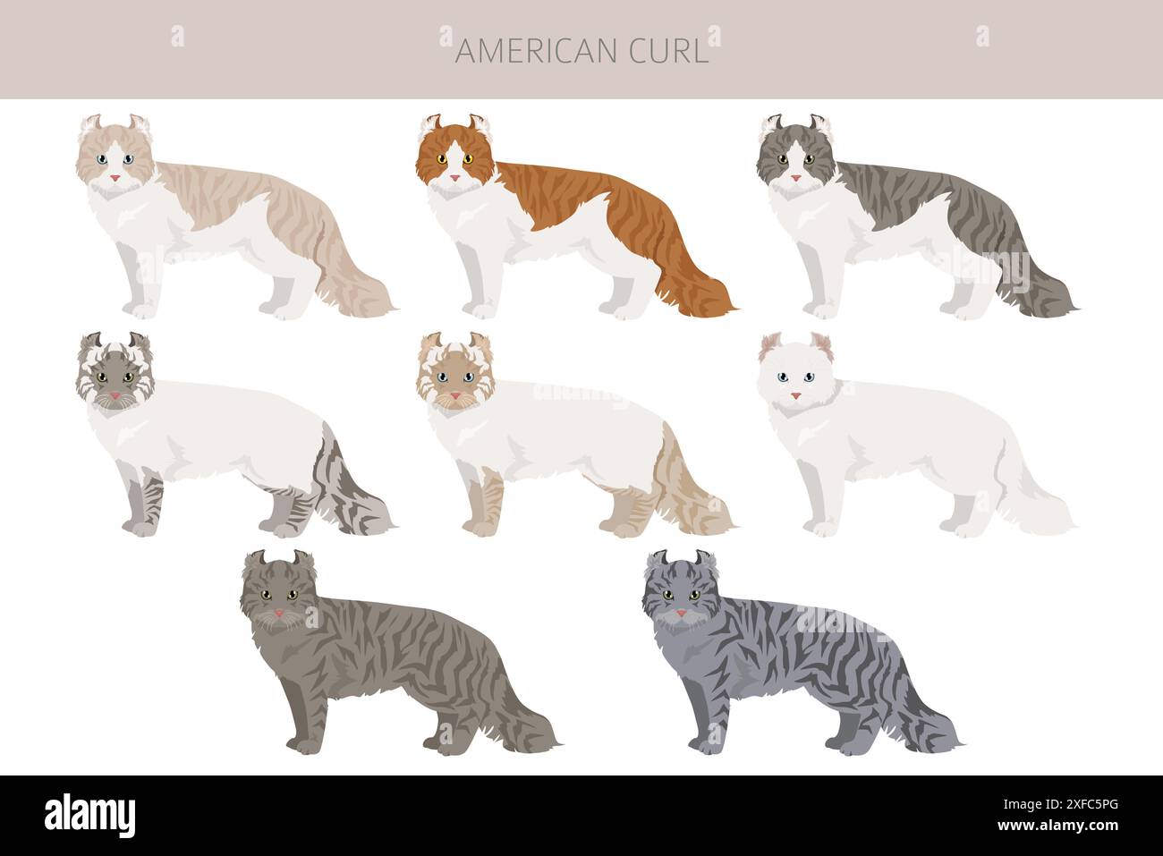 American Curl Cat clipart. Toutes les couleurs de manteau sont définies. Infographie des caractéristiques de toutes les races de chats. Illustration vectorielle Illustration de Vecteur