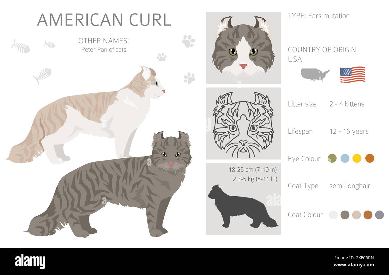 American Curl Cat clipart. Toutes les couleurs de manteau sont définies. Infographie des caractéristiques de toutes les races de chats. Illustration vectorielle Illustration de Vecteur
