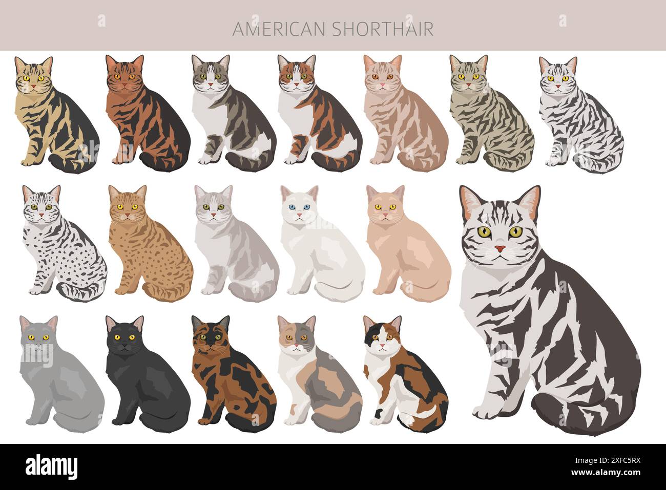 Clipart American Shorthair Cat. Toutes les couleurs de manteau sont définies. Infographie des caractéristiques de toutes les races de chats. Illustration vectorielle Illustration de Vecteur