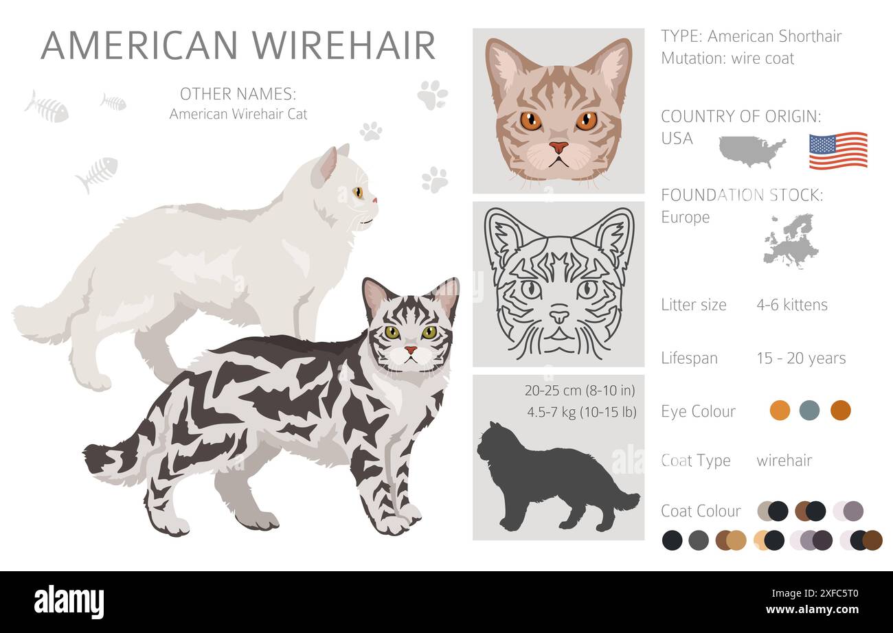 Clipart de chat Wirehair américain. Toutes les couleurs de manteau sont définies. Infographie des caractéristiques de toutes les races de chats. Illustration vectorielle Illustration de Vecteur