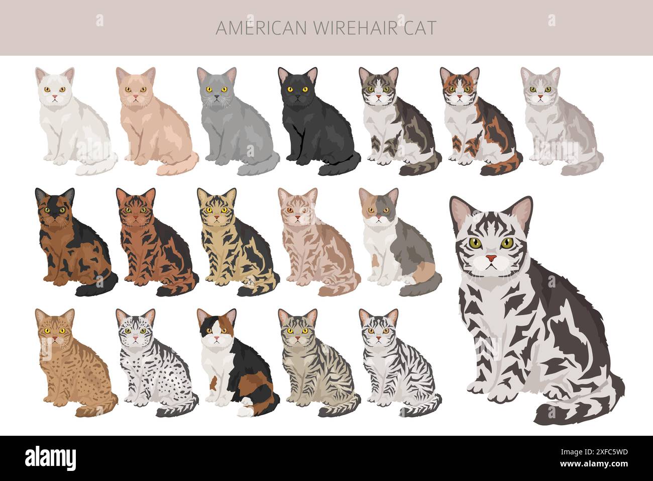 Clipart de chat Wirehair américain. Toutes les couleurs de manteau sont définies. Infographie des caractéristiques de toutes les races de chats. Illustration vectorielle Illustration de Vecteur