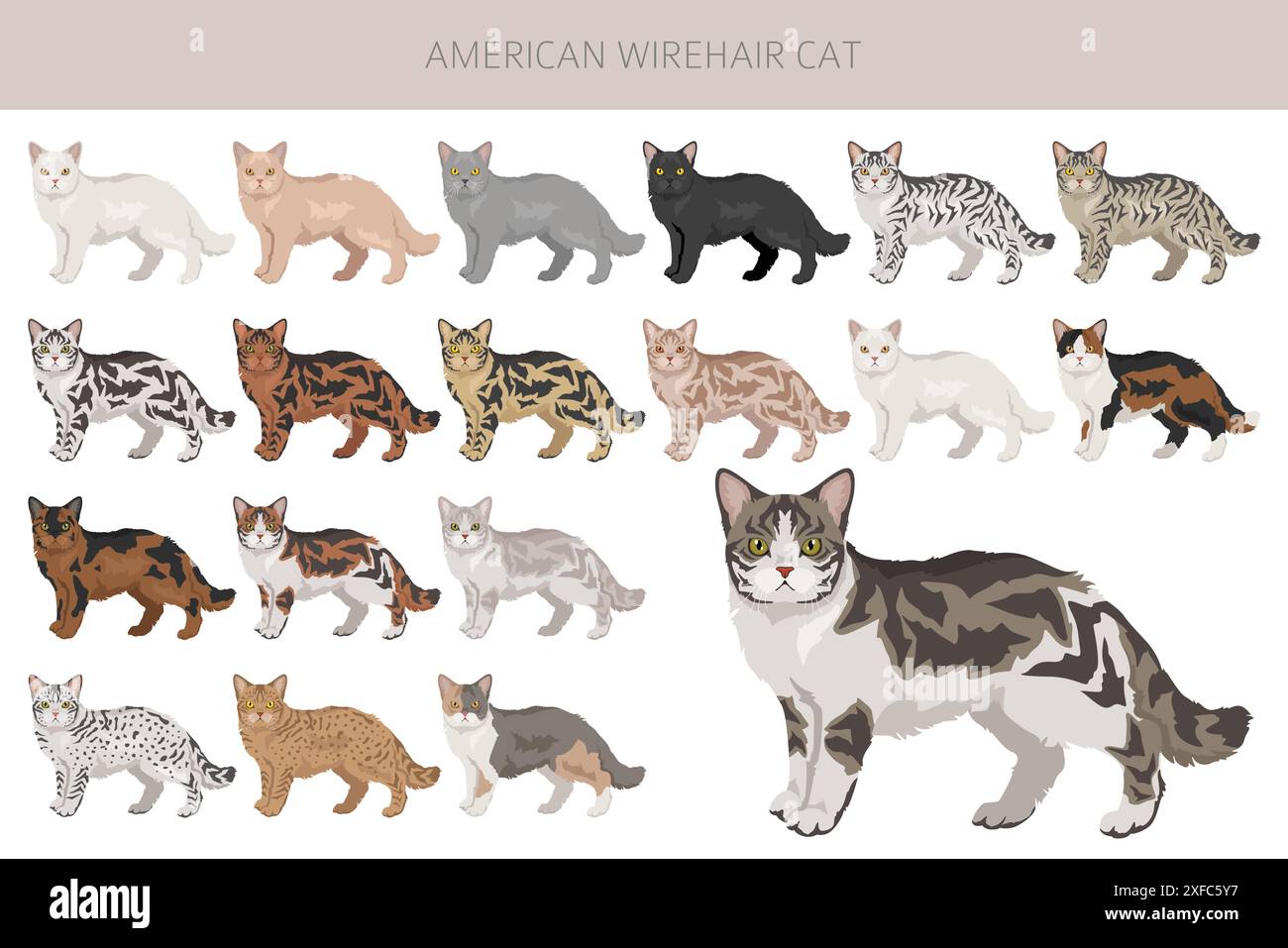 Clipart de chat Wirehair américain. Toutes les couleurs de manteau sont définies. Infographie des caractéristiques de toutes les races de chats. Illustration vectorielle Illustration de Vecteur