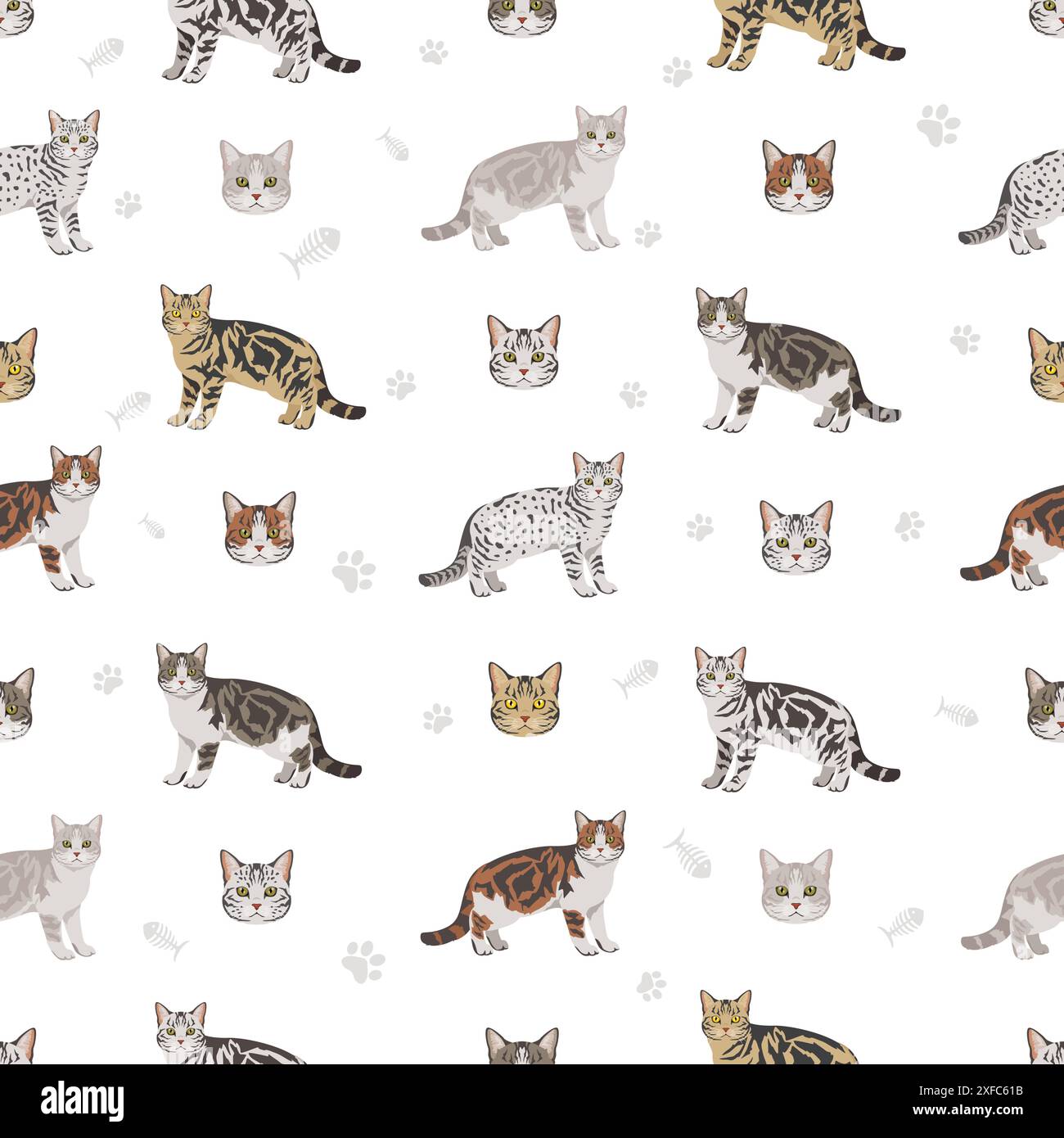 Motif sans couture American Shorthair Cat. Toutes les couleurs de manteau sont définies. Infographie des caractéristiques de toutes les races de chats. Illustration vectorielle Illustration de Vecteur