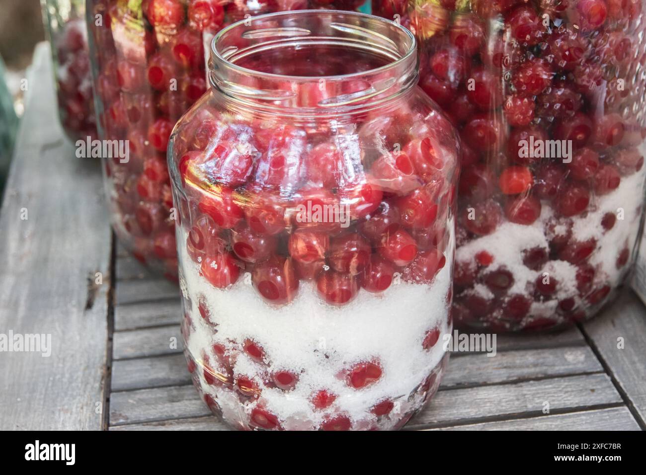 Bocaux en verre remplis de cerises aigres et de sucre pour faire de la liqueur de cerises aigres maison Banque D'Images