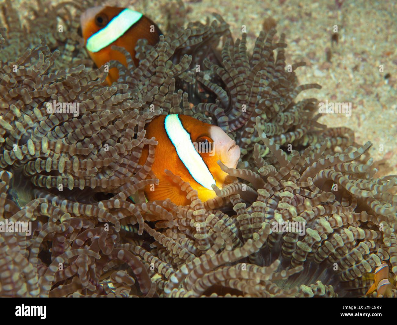 Anemonefish sont très curieux : 2 poissons clowns dans une anémone brune comme des cordes de perles, photographie sous-marine, récif corallien, Sipaway, Negros, Philippines. Banque D'Images