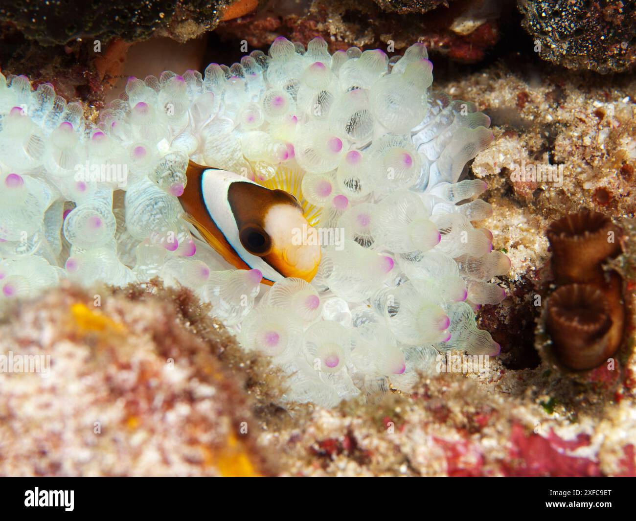 Anemonefish sont toujours en mouvement : poisson-clown dans une anémone blanche dans le récif corallien. Photo sous-marine Raja Ampat, Indonésie. Gros plan d'une anémone rare Banque D'Images