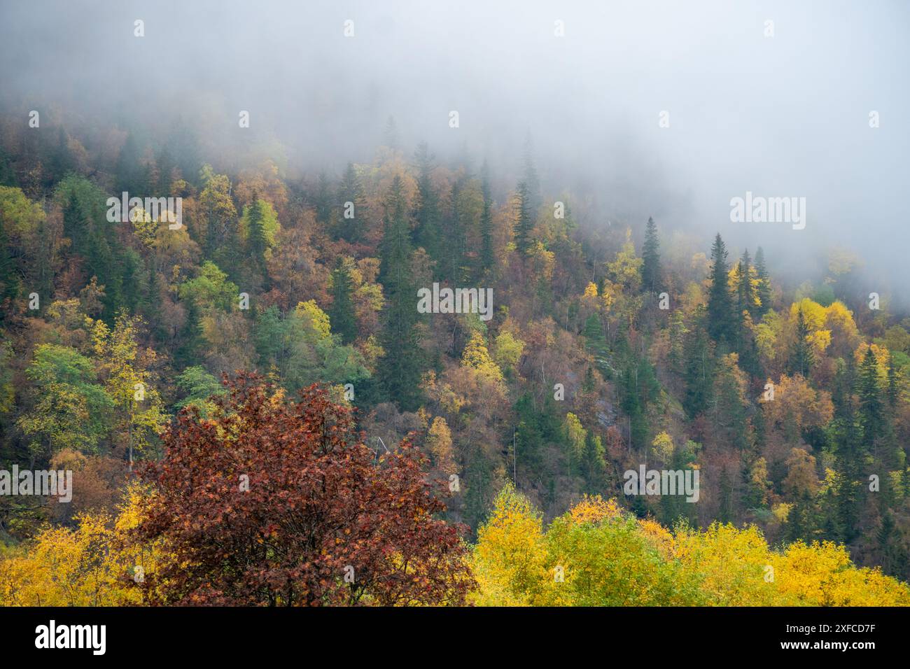 Forêt d'automne brumeuse à Rjukan, Norvège Banque D'Images