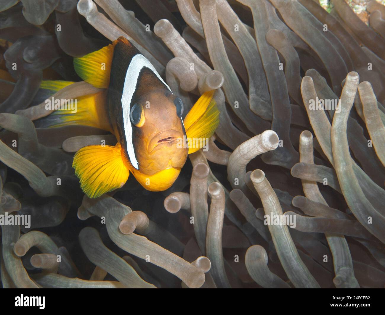 Anemonefish avec parasite dans la bouche du poisson. Anémonefish de la mer Rouge (Amphiprion bicinctus) avec infestation parasitaire. Mer Rouge, Egypte. Photo en gros plan. Banque D'Images