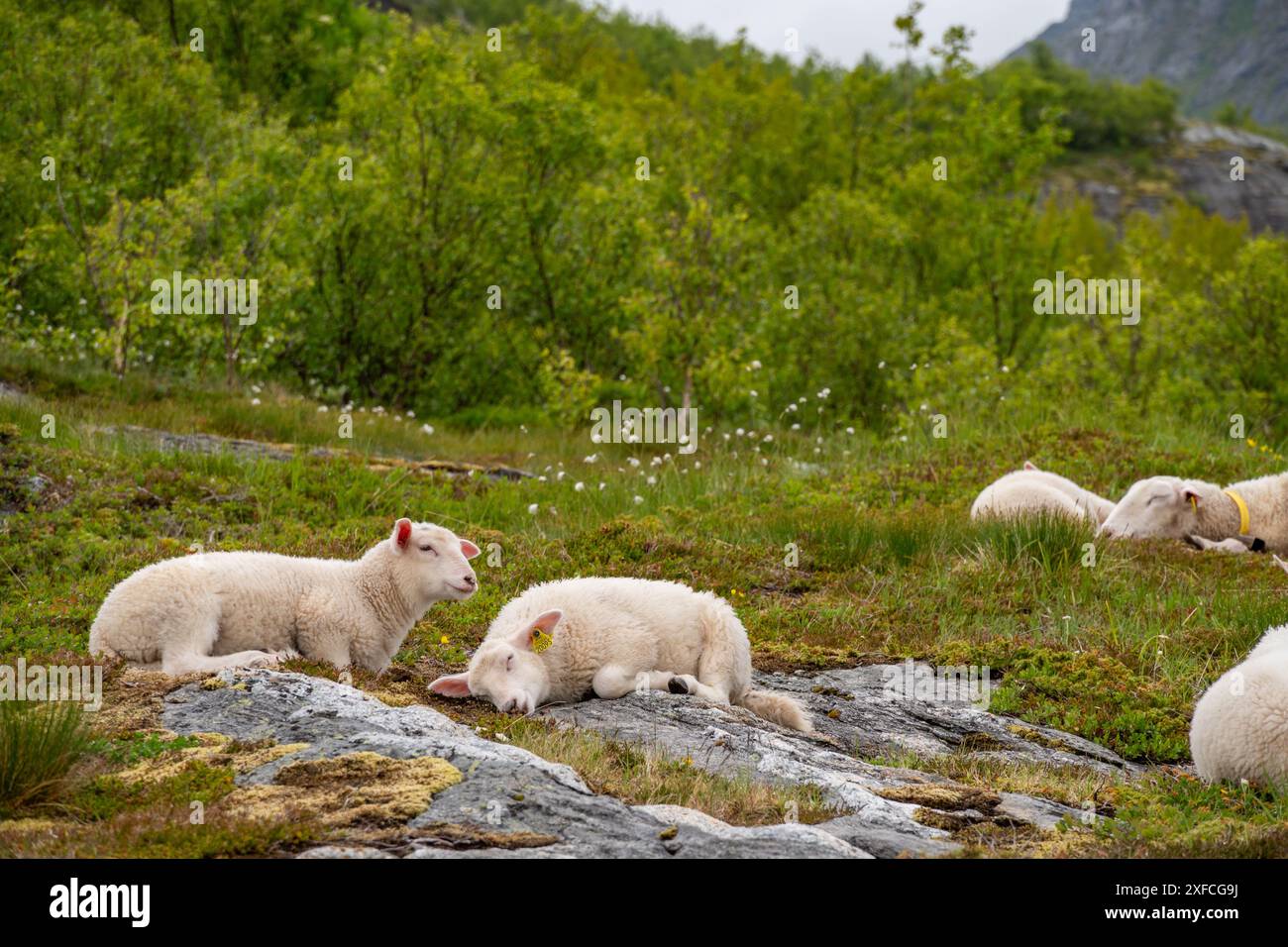 Agneaux au repos dans Lofoten Meadows Banque D'Images