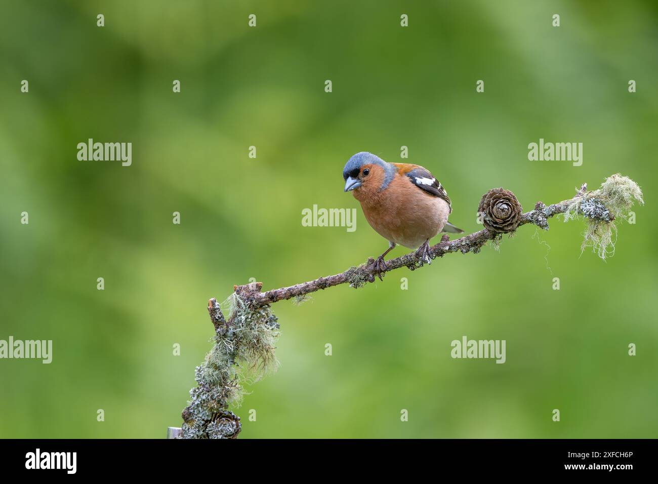 Mâle Chaffinch, Fringilla coelebs, perché sur une branche couverte de lichen Banque D'Images