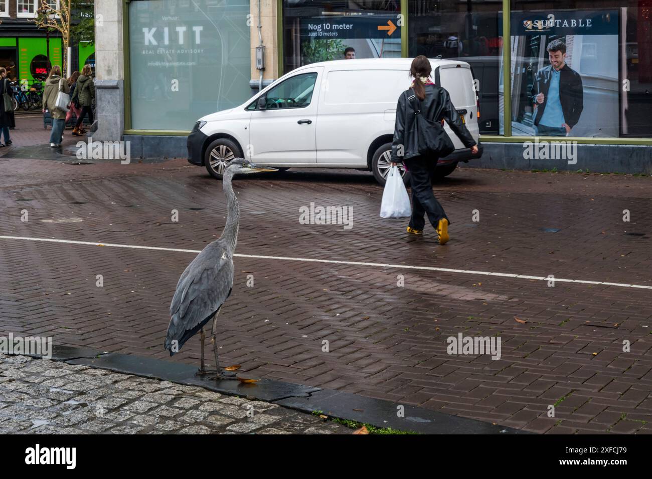 Un héron urbain attendant de traverser la route - Singel, Amsterdam. Banque D'Images
