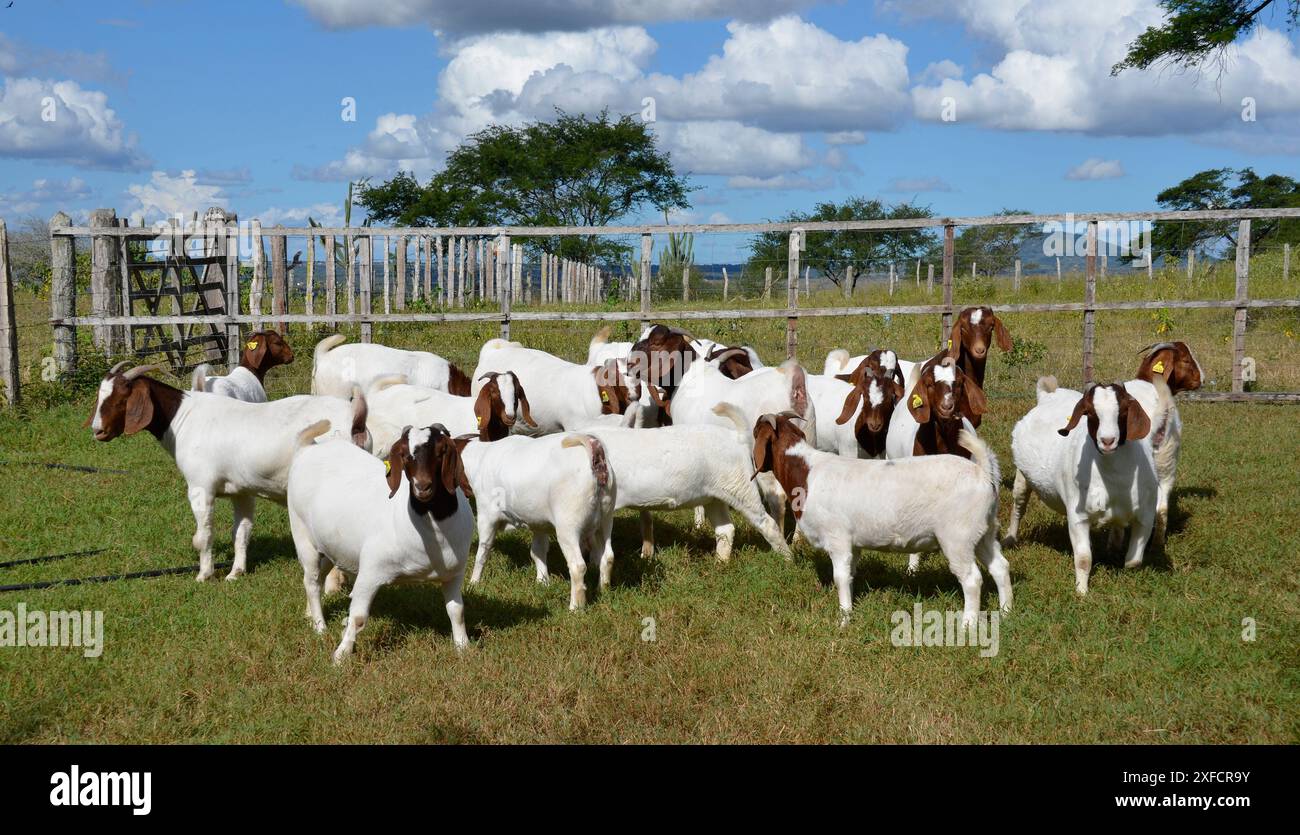 Un groupe de grandes chèvres Boers qui paissent dans les pâturages verts de la ferme Banque D'Images